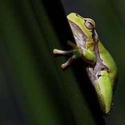 Image: 108_hyla-arborea---1-32576.jpg